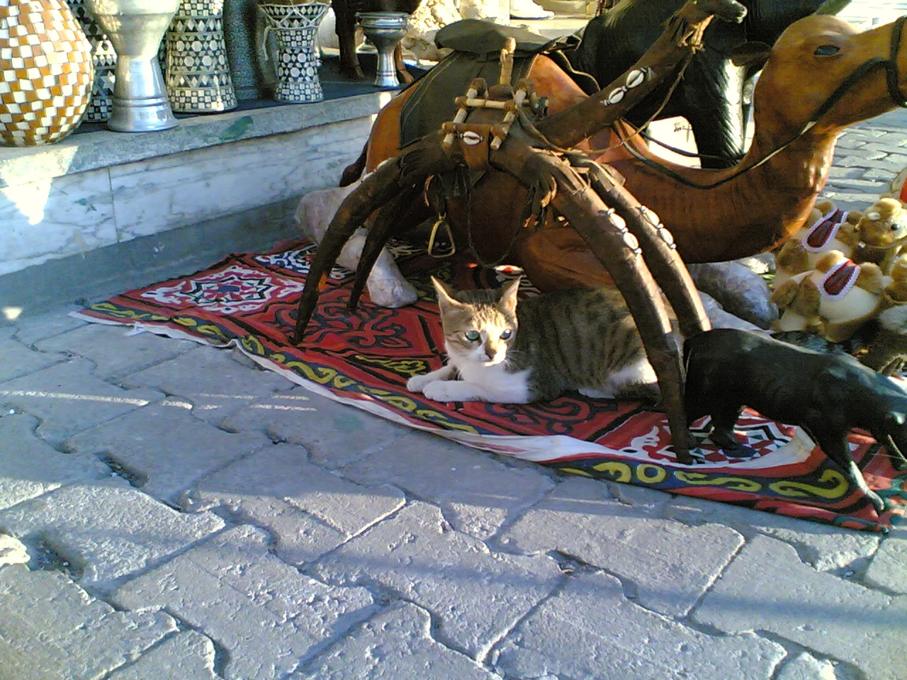 Low-resolution cat scene before Topaz Redefine