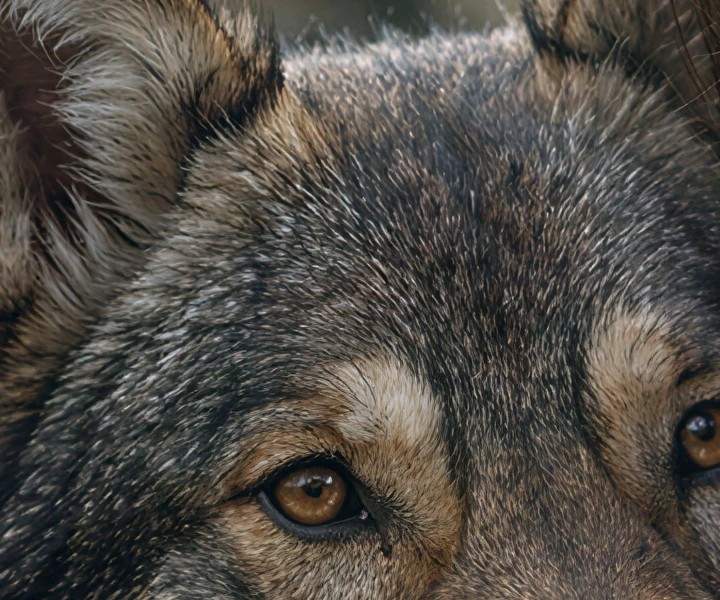The wolf upscaled 4x with Topaz Bloom 2, crop at 100%