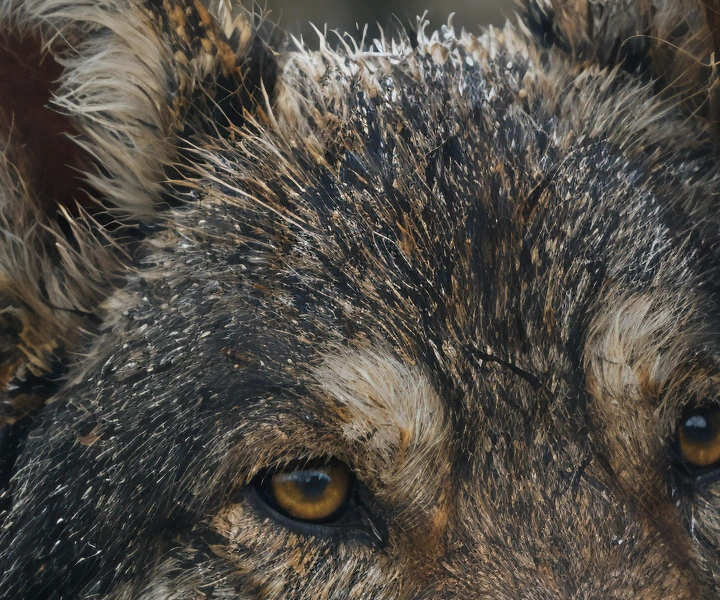 The wolf upscaled 4x with Topaz Bloom Realism, crop at 100%