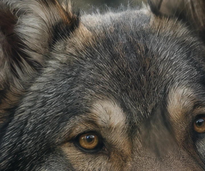 The wolf upscaled 4x with Topaz Standard V2, crop at 100%